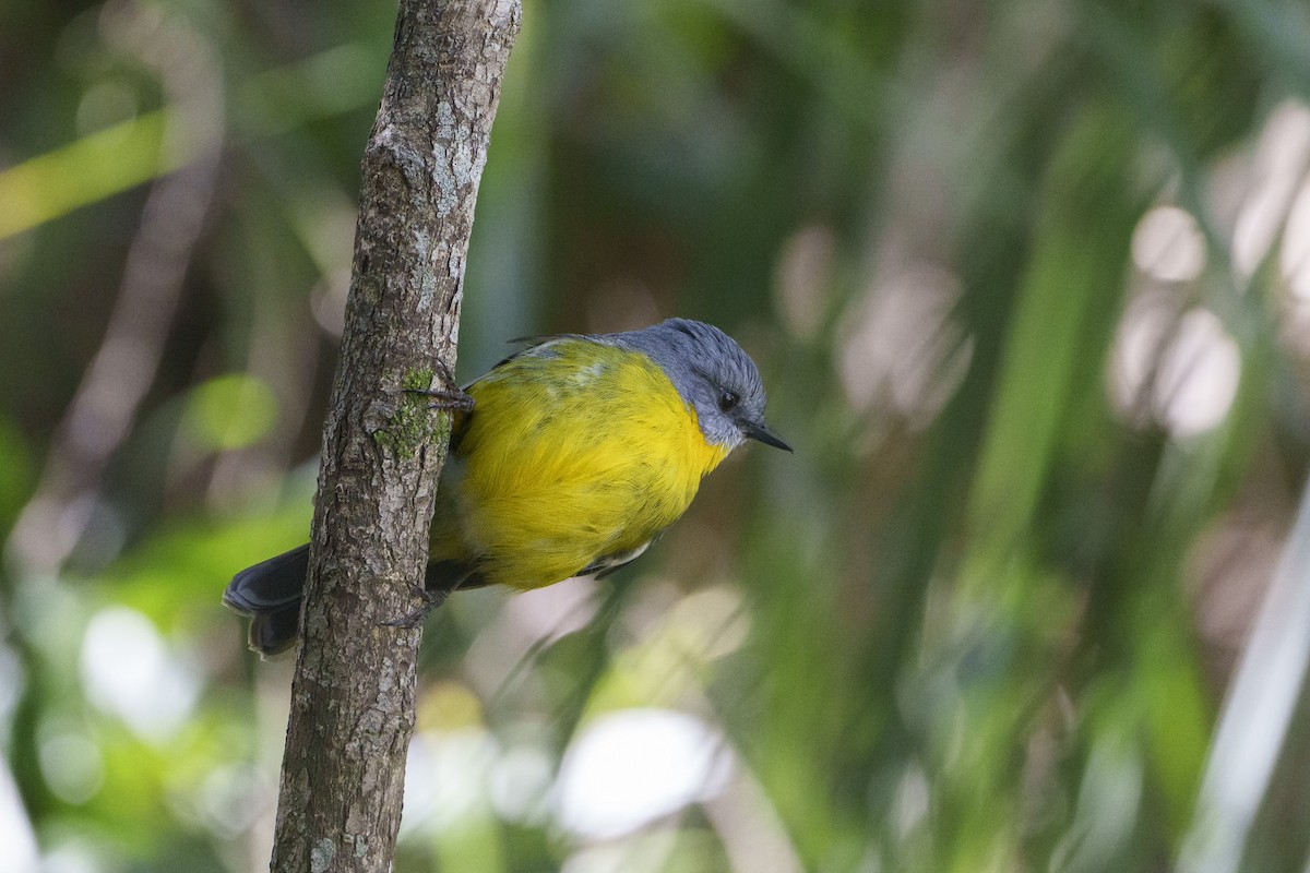 Королець жовтий - ML644246337