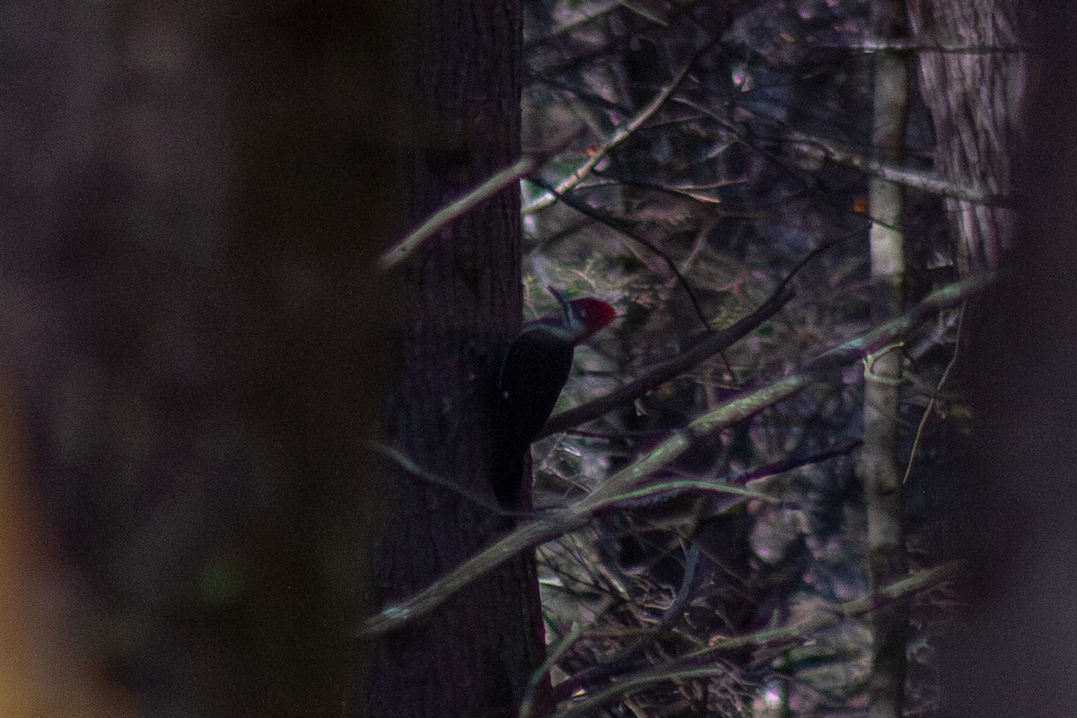 Pileated Woodpecker - ML644246338