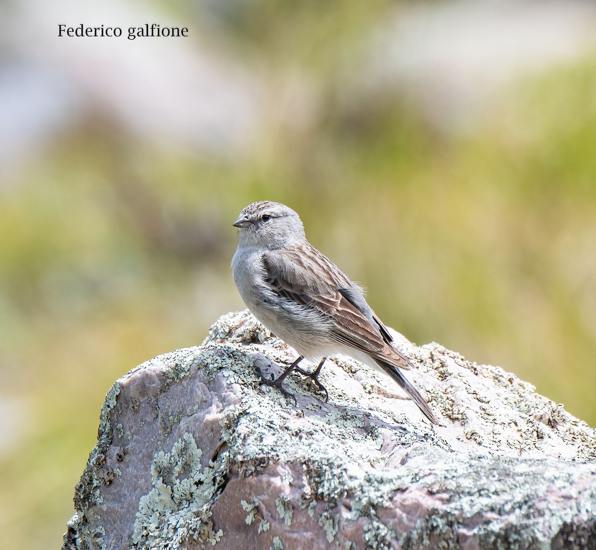 Ash-breasted Sierra Finch - ML644246339