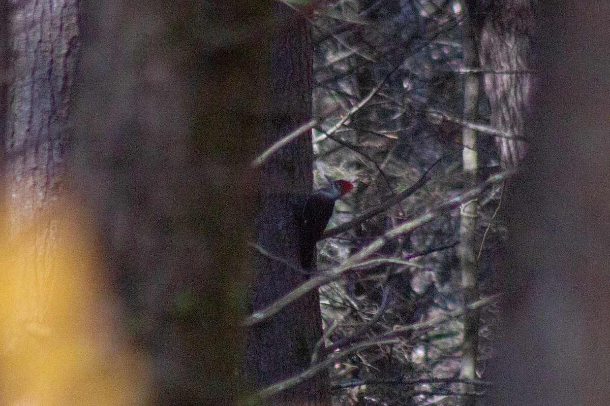 Pileated Woodpecker - ML644246340