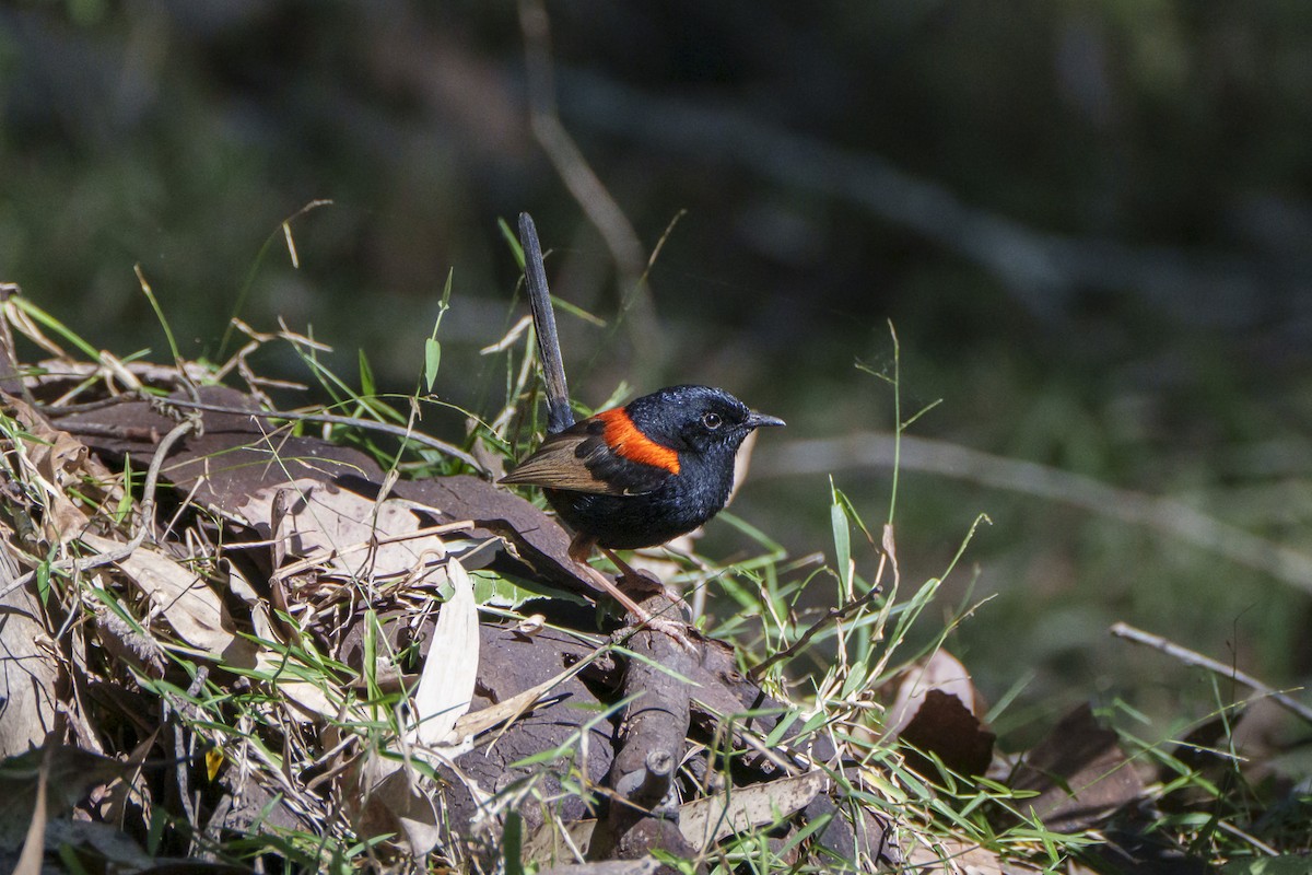 Red-backed Fairywren - ML644246342