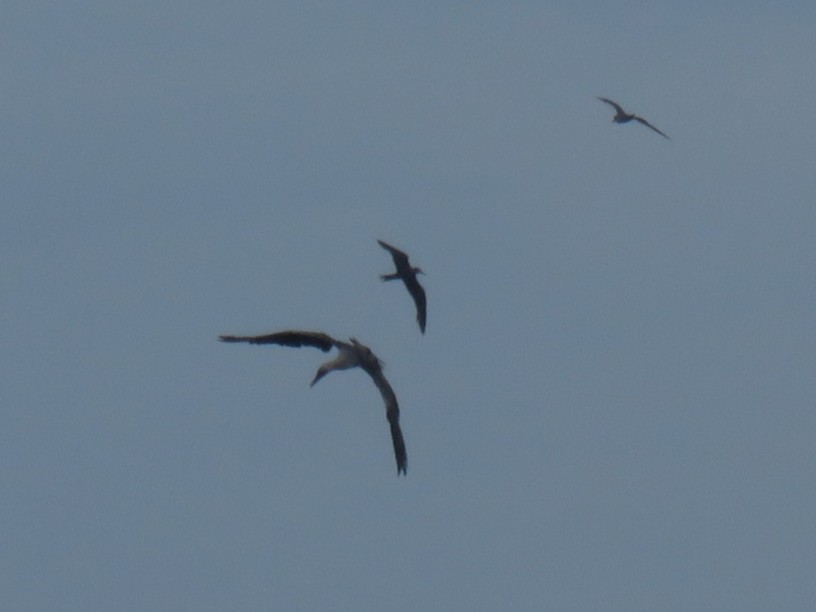 Rotfußtölpel (rubripes) - ML644246343