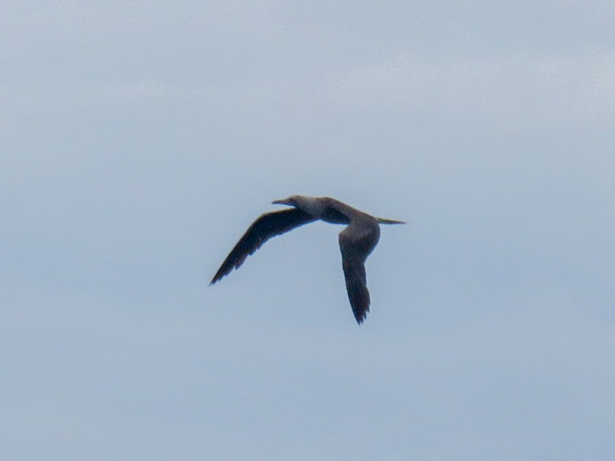 Rotfußtölpel (rubripes) - ML644246344