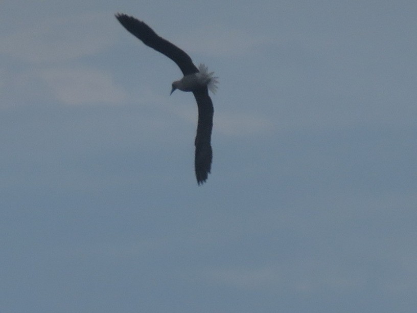 Rotfußtölpel (rubripes) - ML644246345