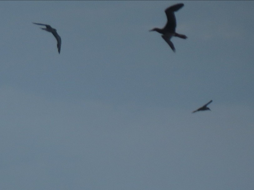 Rotfußtölpel (rubripes) - ML644246346