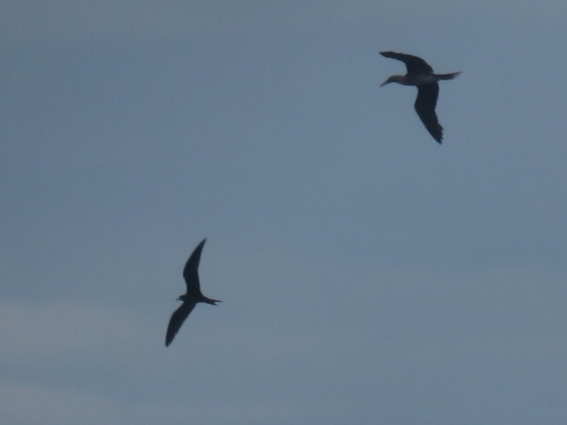 Rotfußtölpel (rubripes) - ML644246348