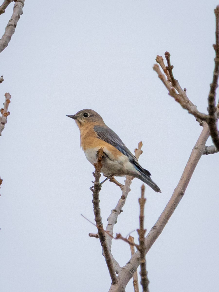 Azulejo Oriental - ML644246349