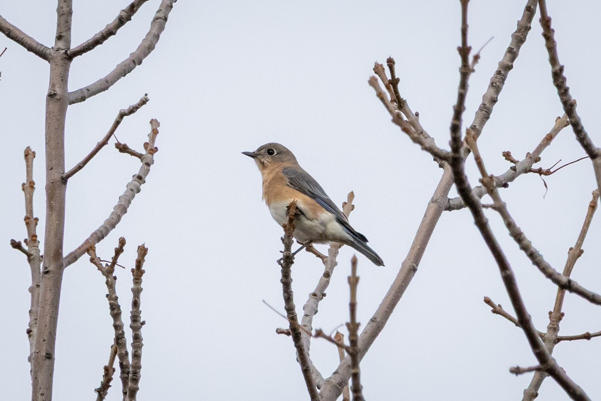 Azulejo Oriental - ML644246350