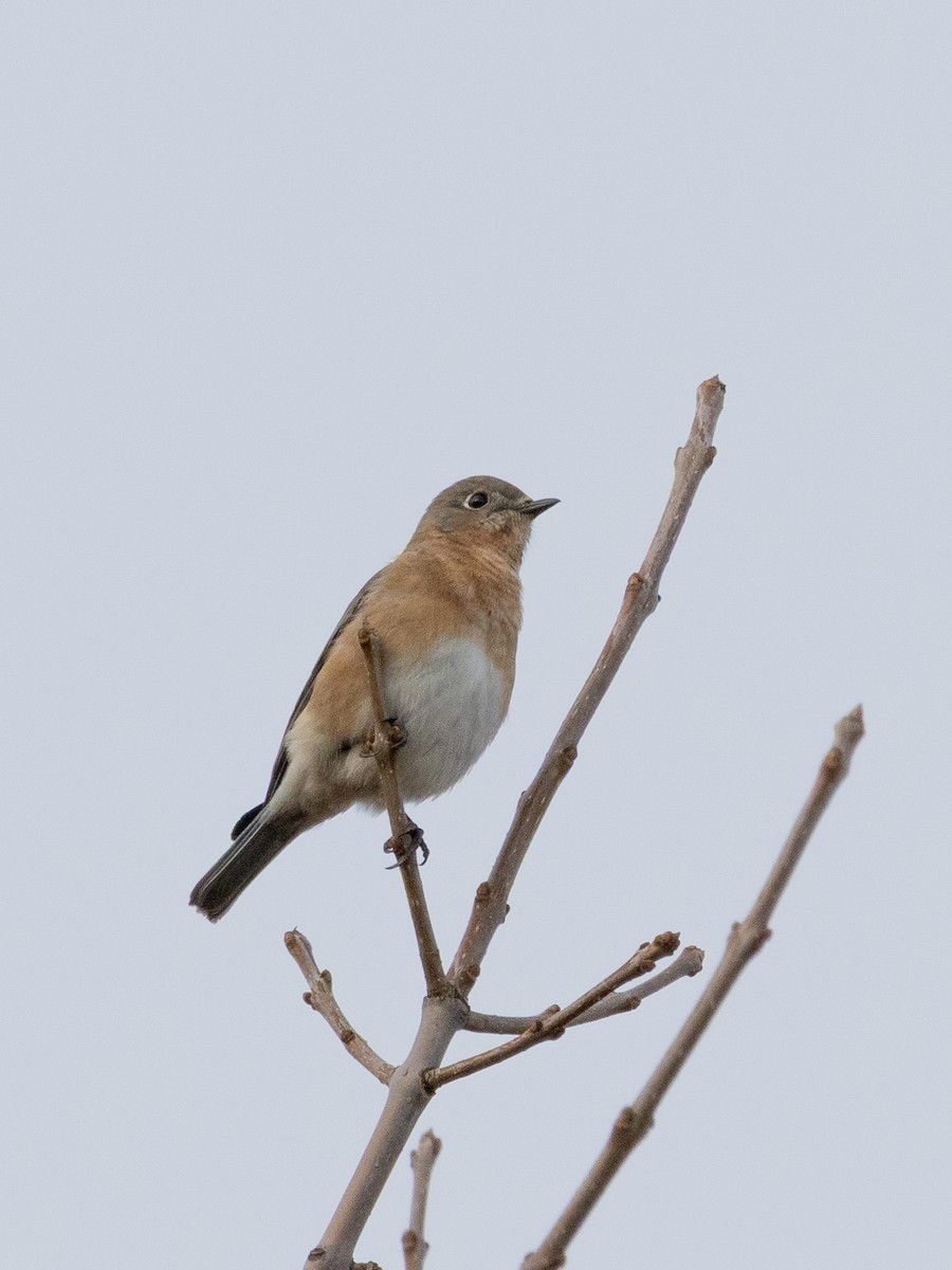 Azulejo Oriental - ML644246351