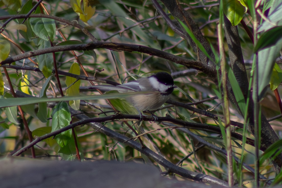 Black-capped Chickadee - ML644246352