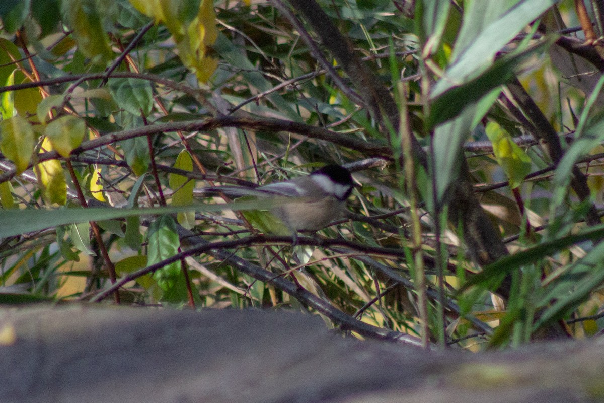 Black-capped Chickadee - ML644246353