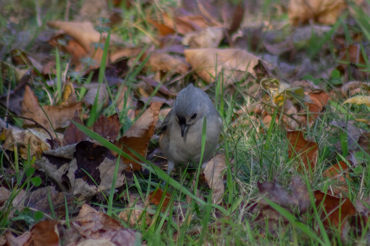 Tufted Titmouse - ML644246356