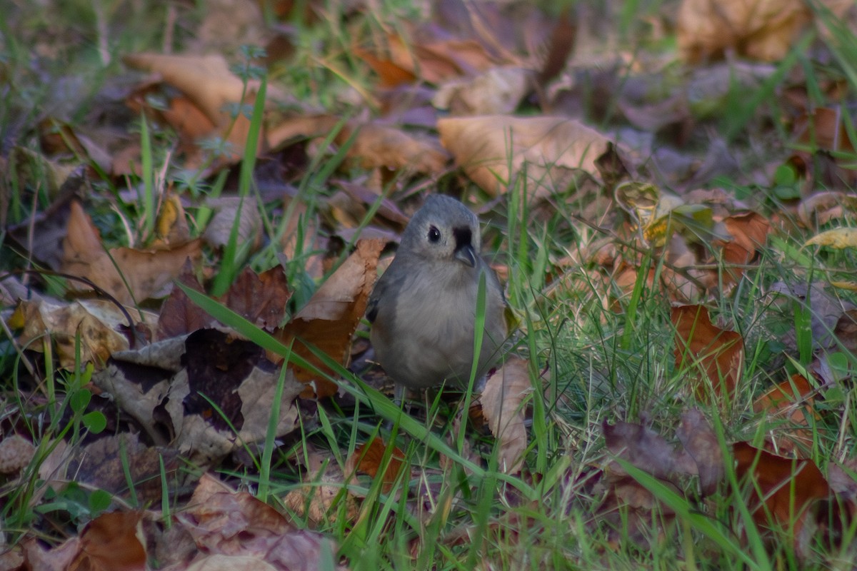 Tufted Titmouse - ML644246357