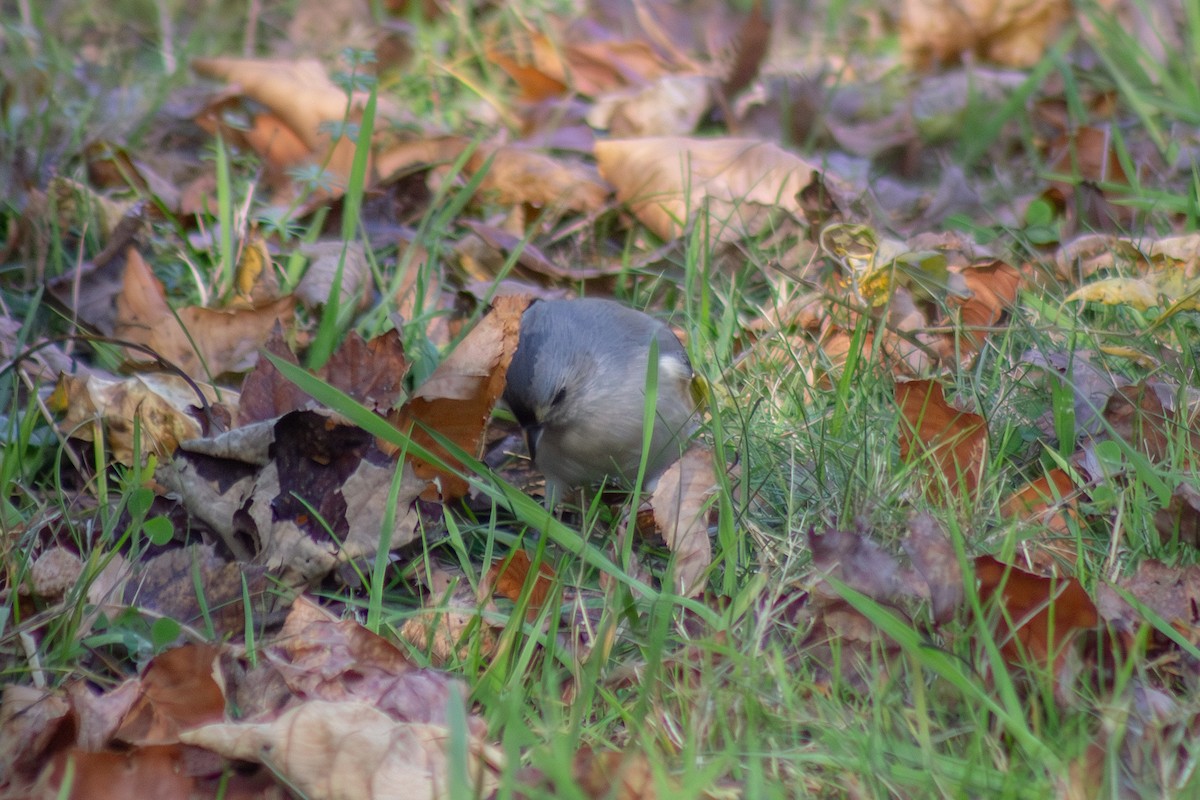 Tufted Titmouse - ML644246358