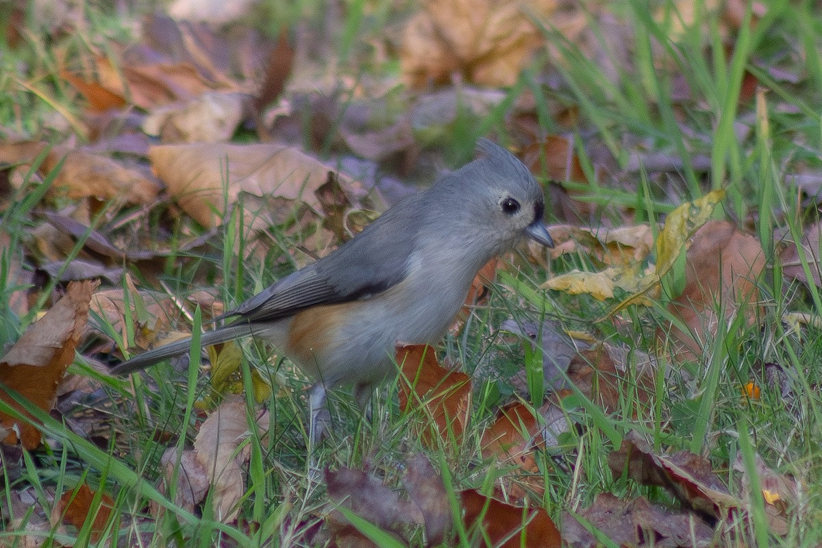 Tufted Titmouse - ML644246359