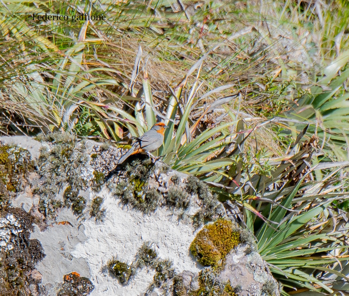 tucumanspurv - ML644246361