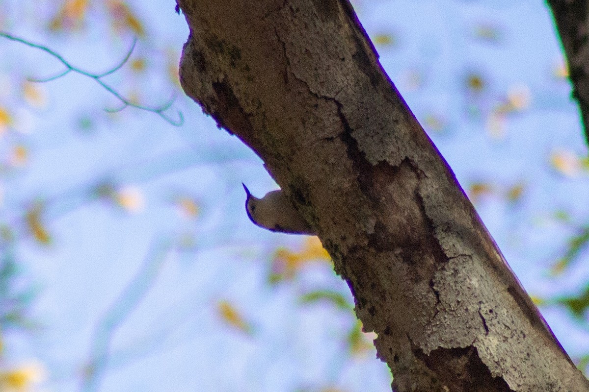 White-breasted Nuthatch - ML644246362