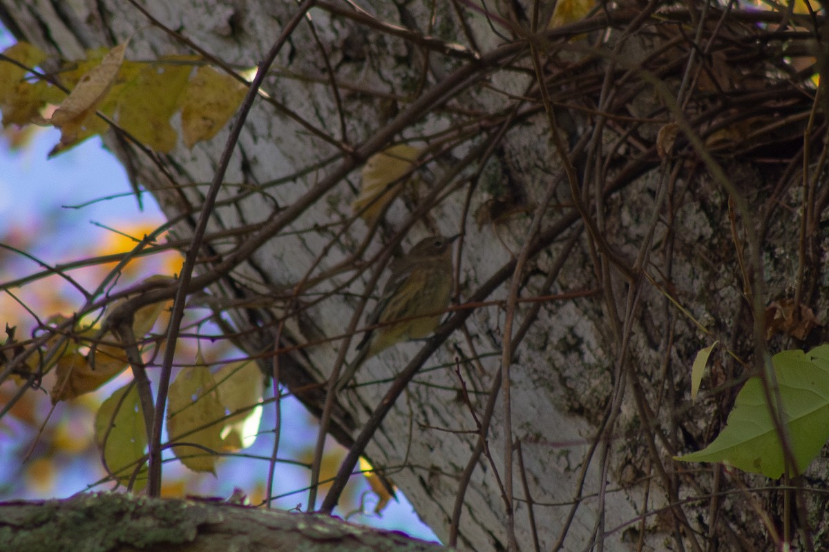 Yellow-rumped Warbler - ML644246370