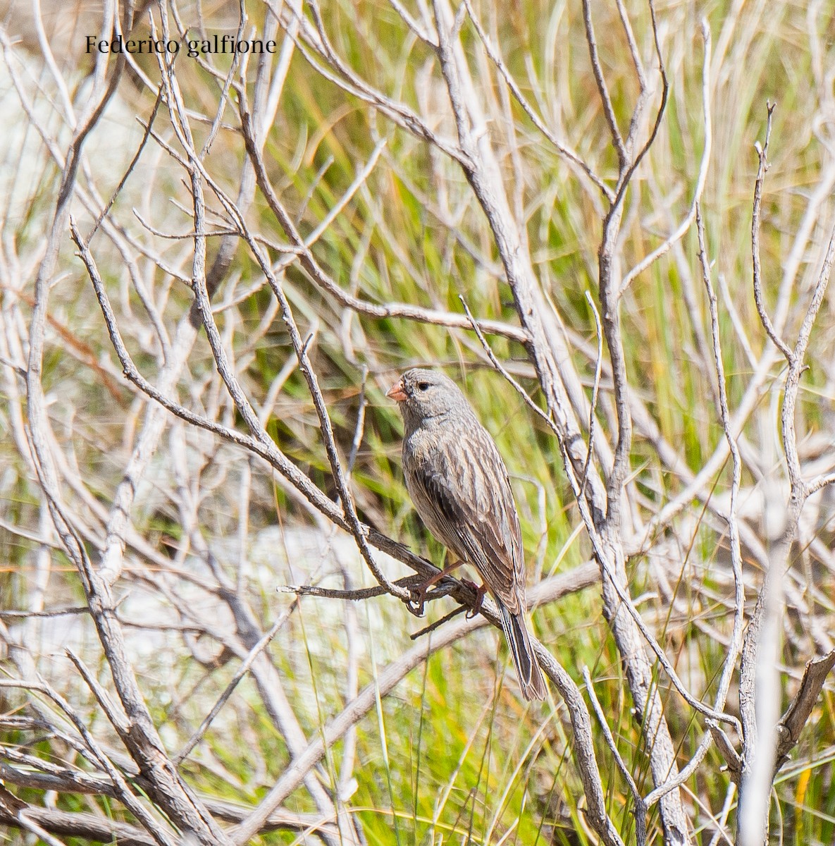 bergspurv - ML644246371