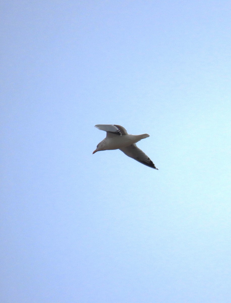 Goéland hudsonien - ML644246390