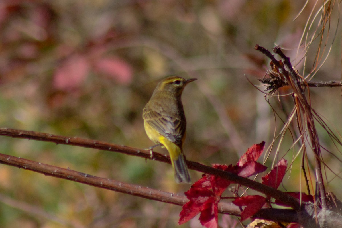 Palm Warbler - ML644246391