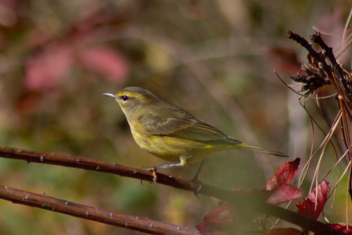 Palm Warbler - ML644246392
