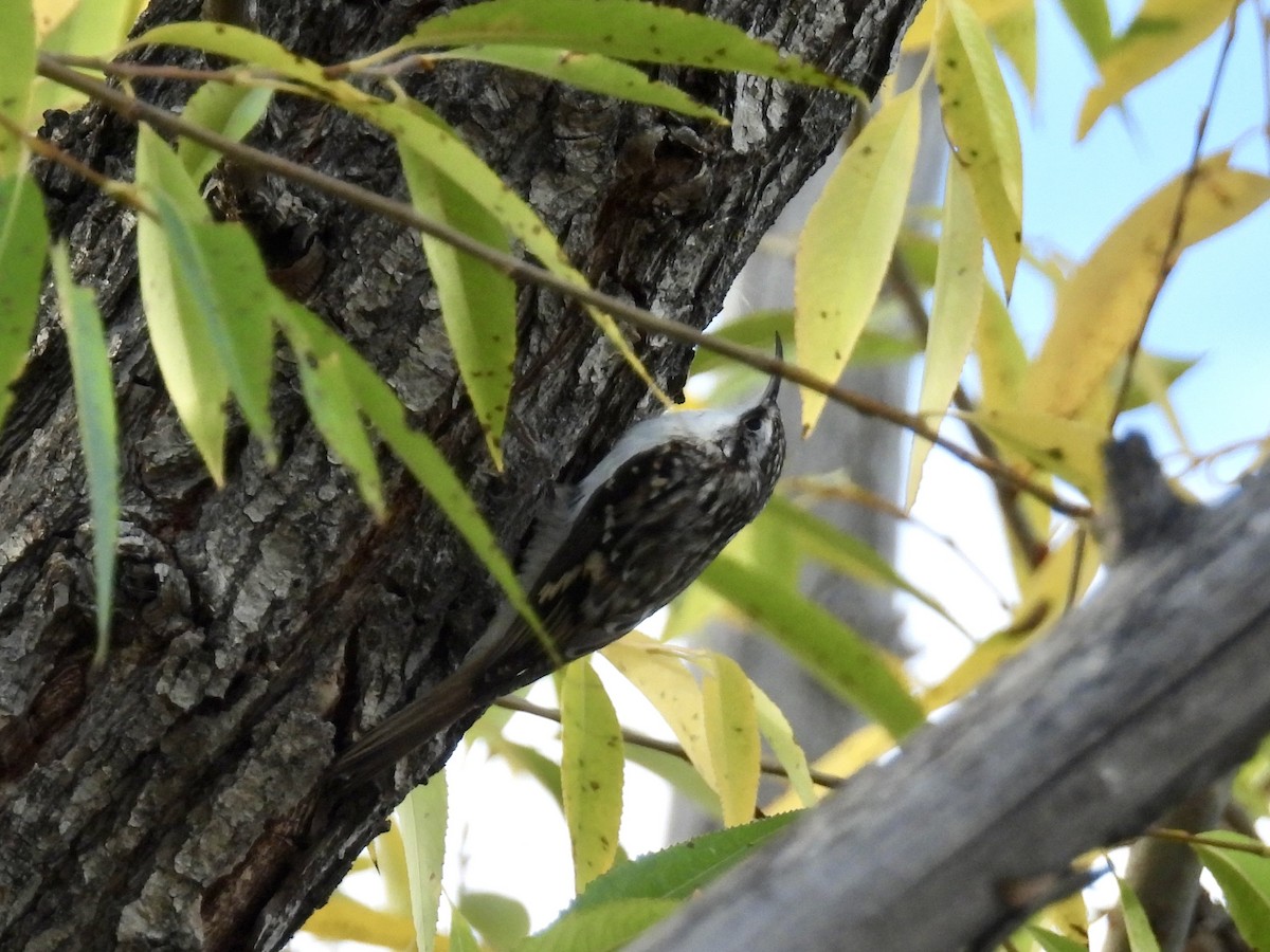 Brown Creeper - ML644246393