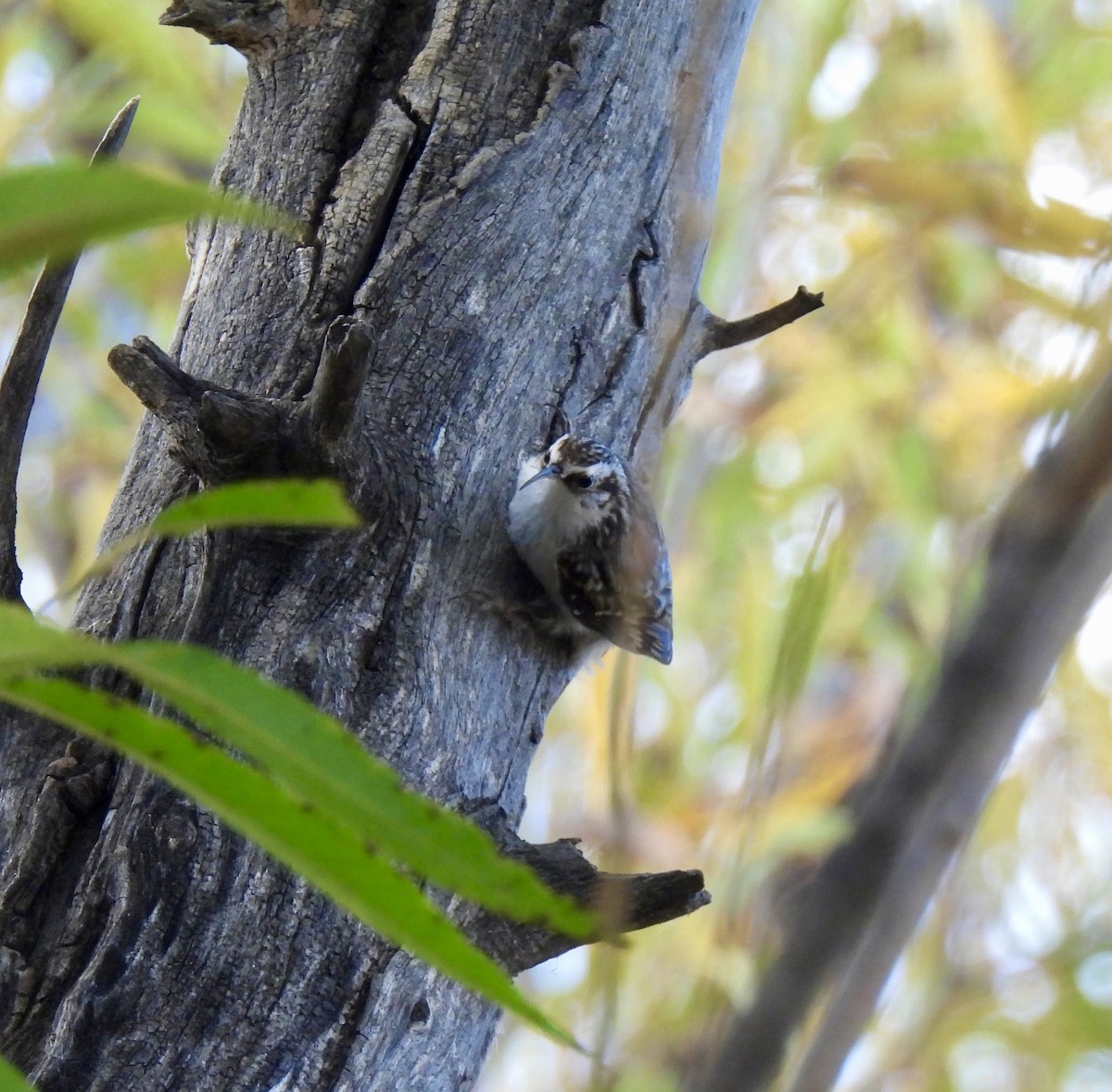 Brown Creeper - ML644246394