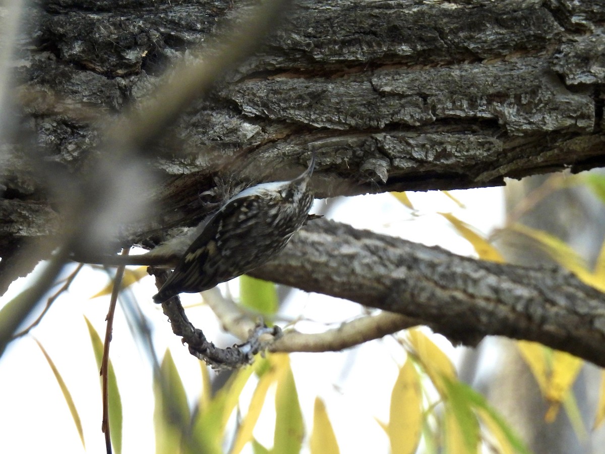 Brown Creeper - ML644246395