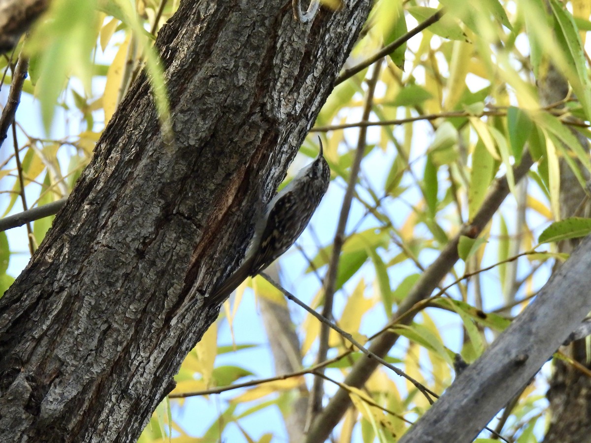 Brown Creeper - ML644246396