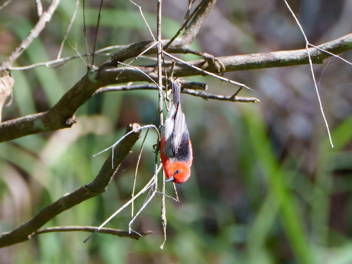 クレナイミツスイ - ML644246401