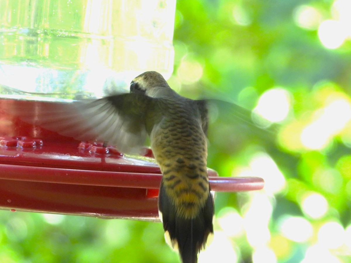 Long-billed Hermit - ML644246402