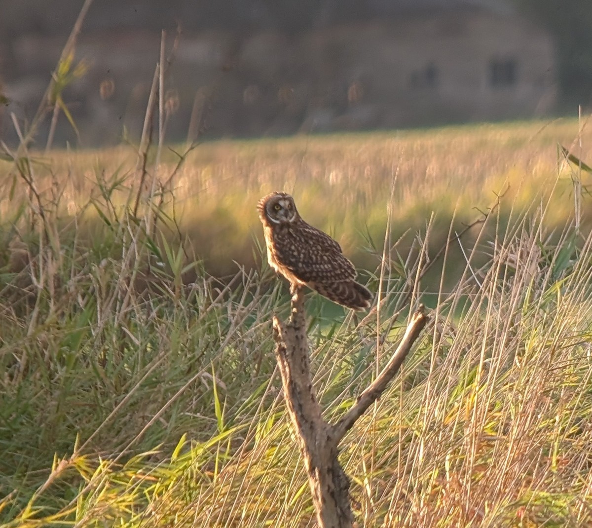 Short-eared Owl - ML644246403