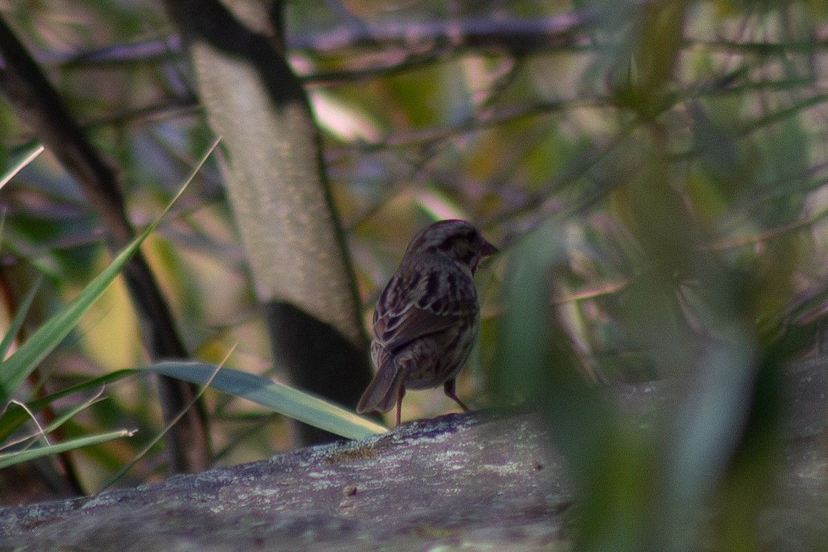 Song Sparrow - ML644246405