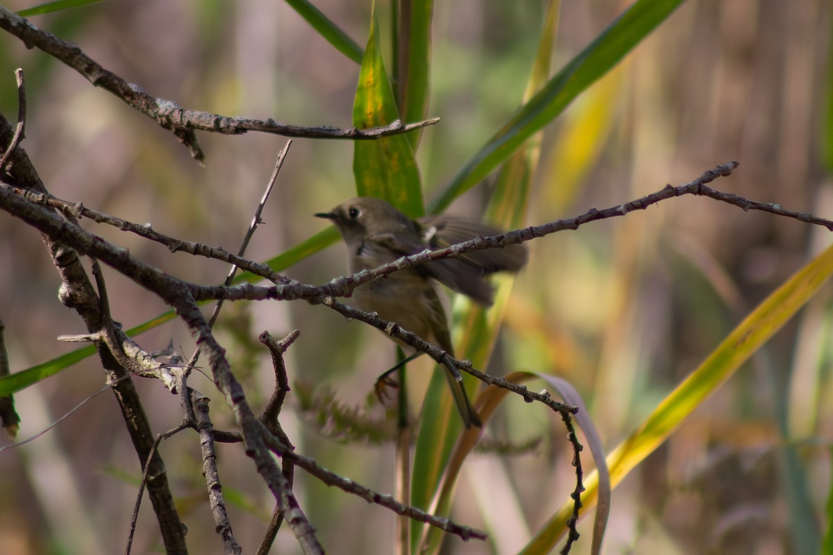 Ruby-crowned Kinglet - ML644246416
