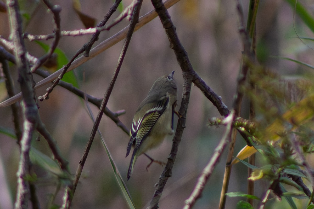 Ruby-crowned Kinglet - ML644246417
