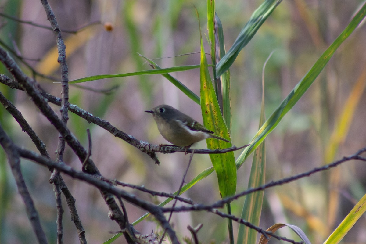 Ruby-crowned Kinglet - ML644246419
