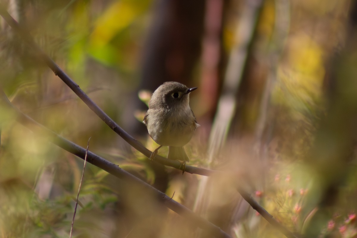 Ruby-crowned Kinglet - ML644246420