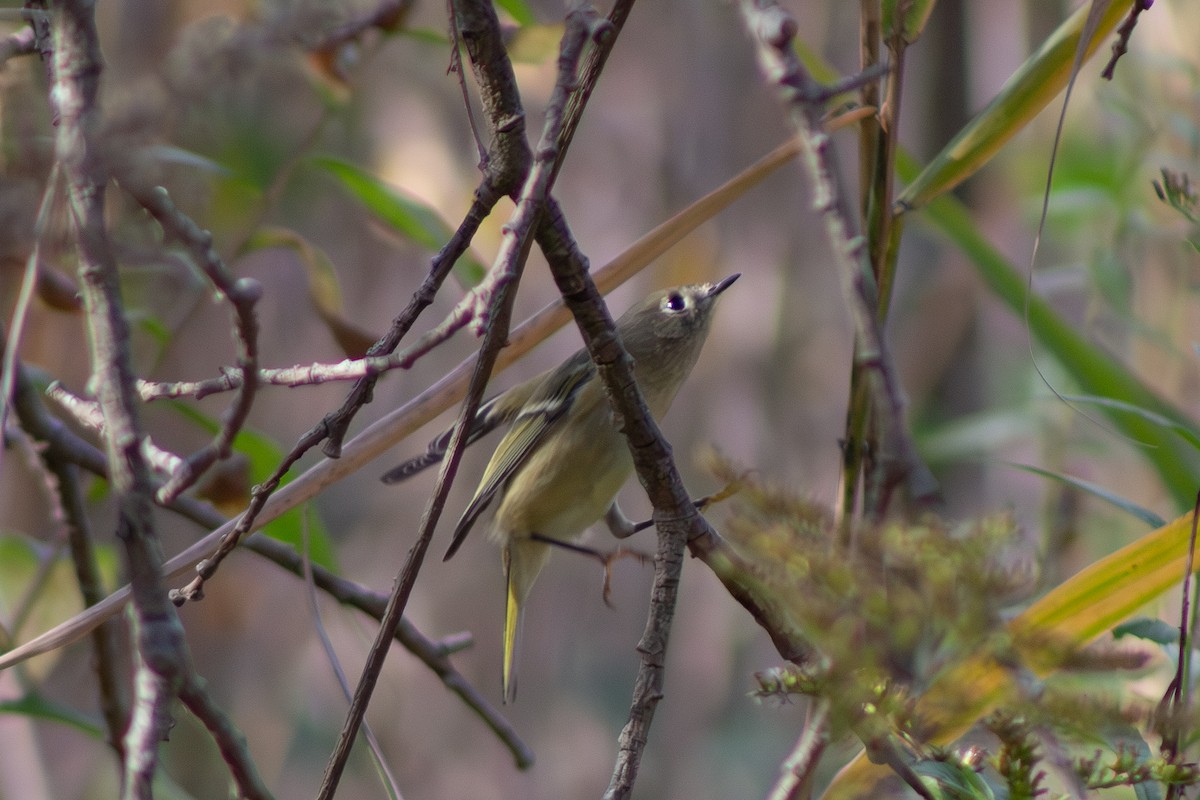 Ruby-crowned Kinglet - ML644246421