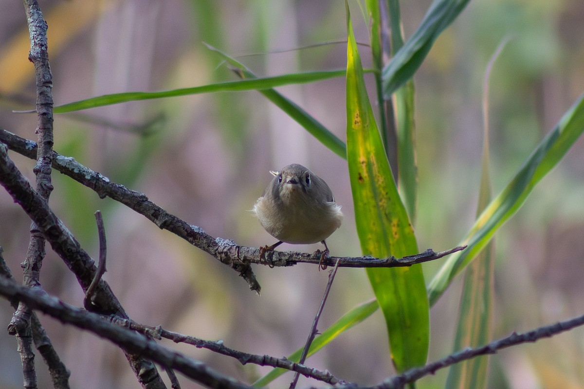 Ruby-crowned Kinglet - ML644246422
