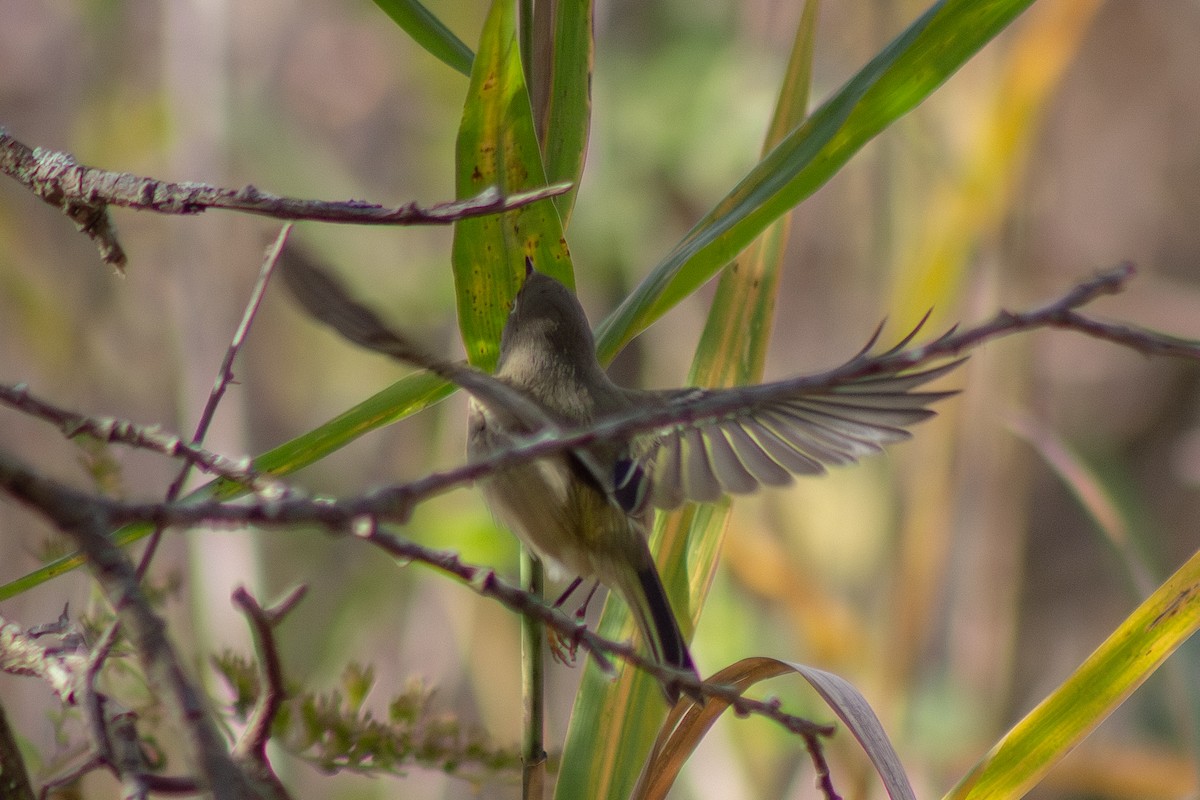 Ruby-crowned Kinglet - ML644246423
