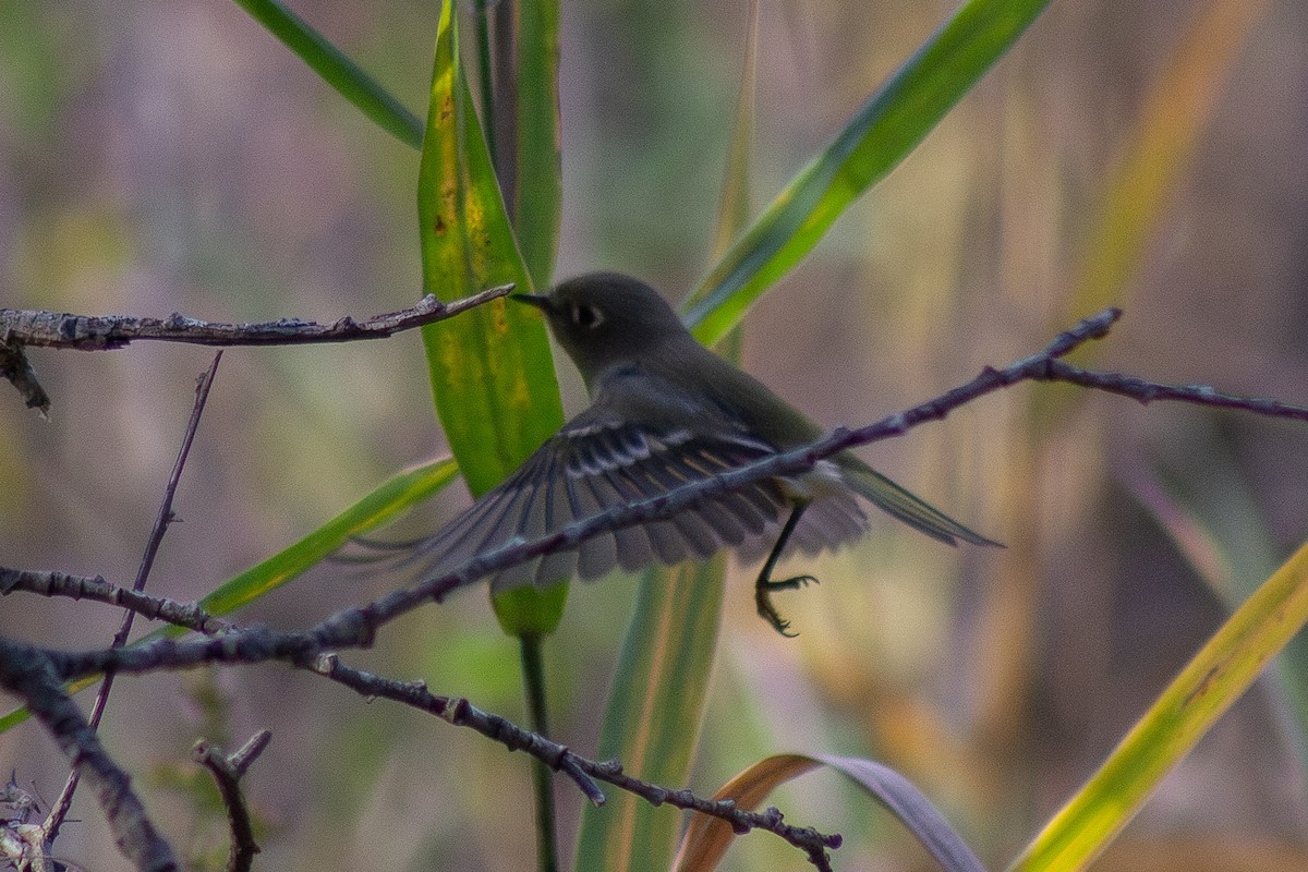 Ruby-crowned Kinglet - ML644246424