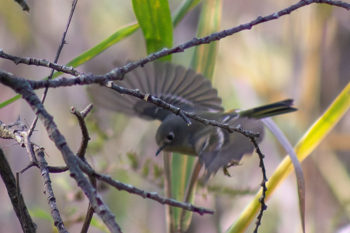 Ruby-crowned Kinglet - ML644246425