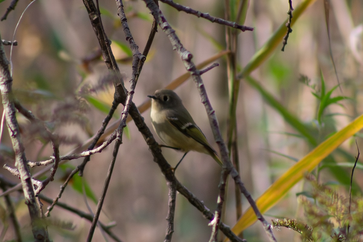 Ruby-crowned Kinglet - ML644246426