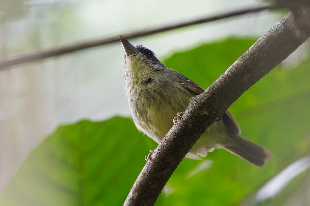Spot-breasted Antvireo - ML644246449