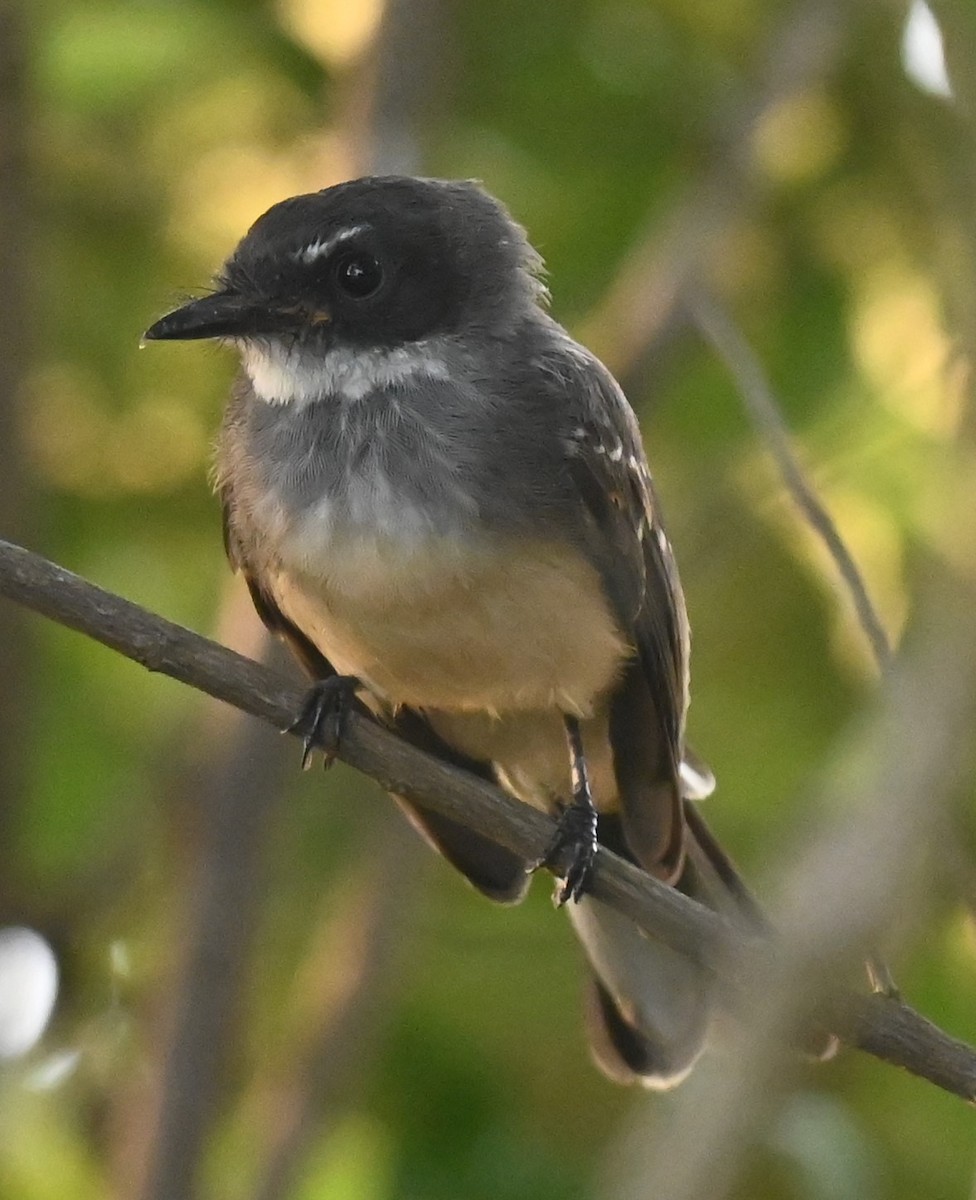 Northern Fantail - ML644246451