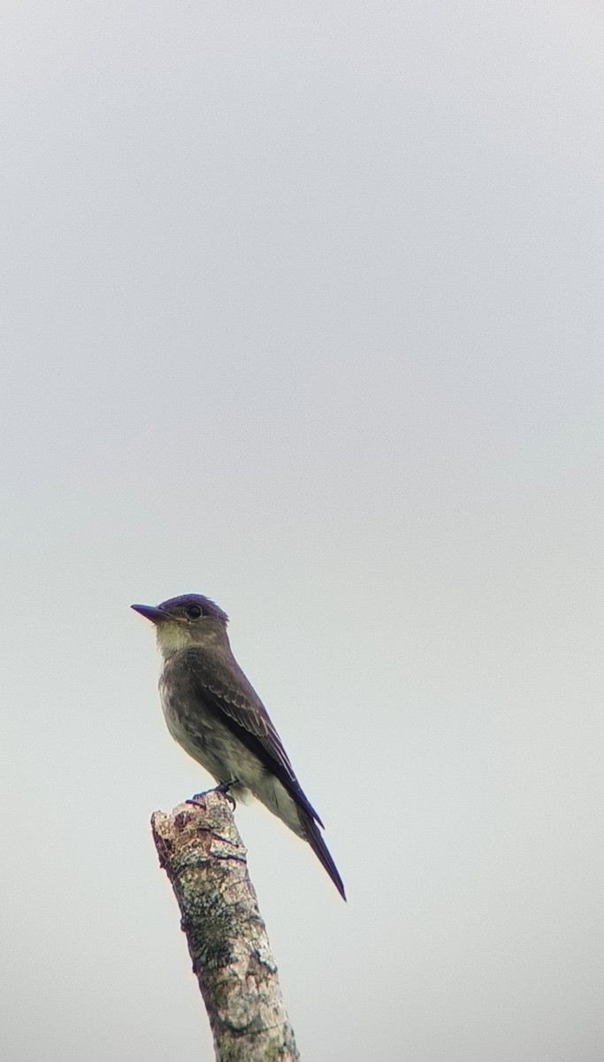 Olive-sided Flycatcher - ML644246462