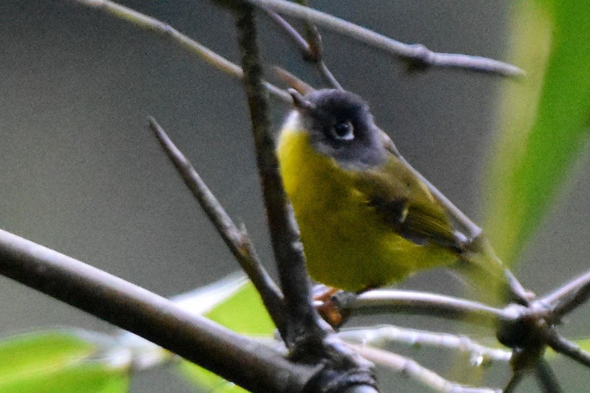 Gray-cheeked Warbler - ML644246464