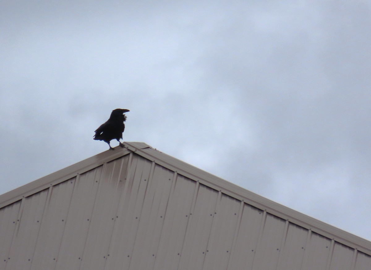 Grand Corbeau - ML644246467