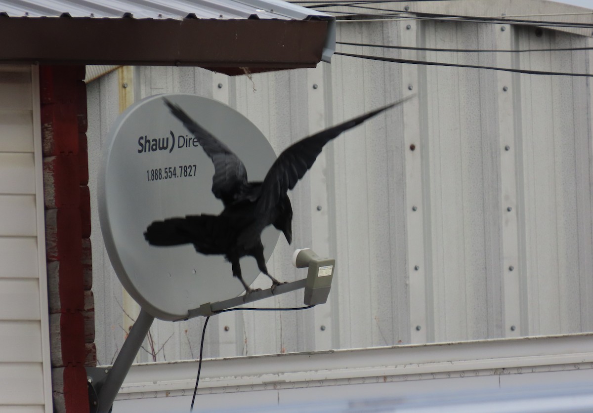 Grand Corbeau - ML644246468